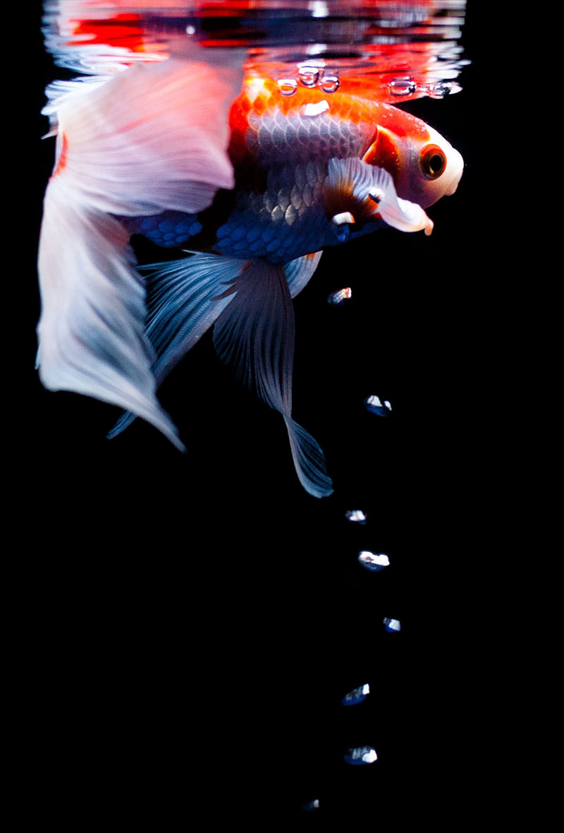 黒い背景を泳ぐ金魚